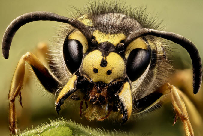 Hvepse: arter